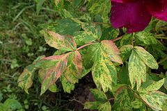 Pivoine 'Beauté de Tokyo'-002