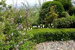 Tulipes- Buis et Syringa heterophylla
