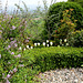 Tulipes- Buis et Syringa heterophylla