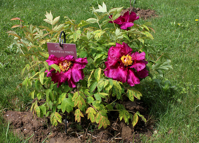 Pivoine 'Beauté de Tokyo' (2)