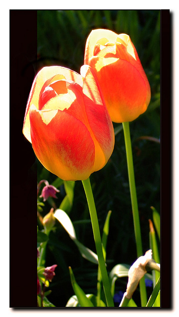 Tulpen