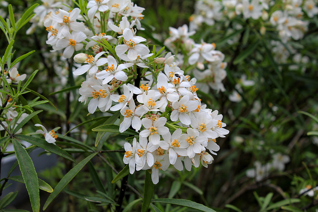 Choisya ternata