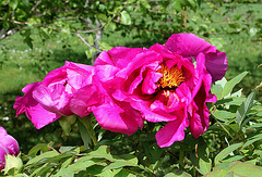 Pivoine 'Château de Courson'