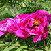 Pivoine 'Château de Courson'