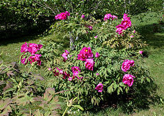 Pivoine 'Château de Courson' (2)