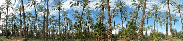 Palm Grove (1)