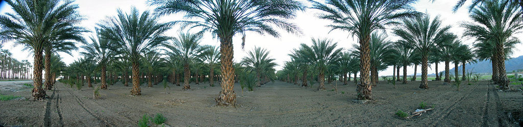 Palm Grove (2)