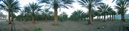 Palm Grove (2)