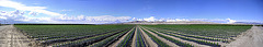 Pepper Field Panorama