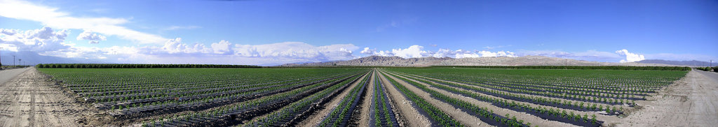 Pepper Field Panorama