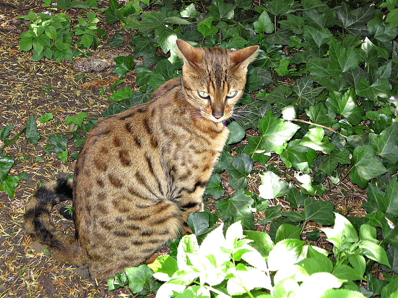 Almost camouflaged