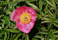 Pivoine 'Frank Keith'-Herbacée