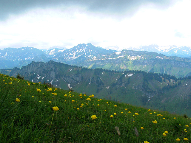 Trollblumenwiese