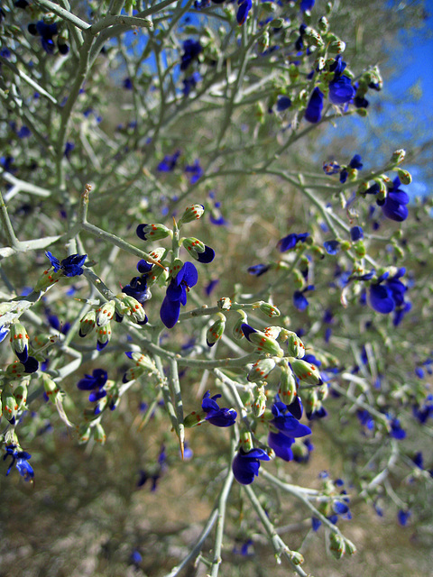 Smoketree Blooms (1013)