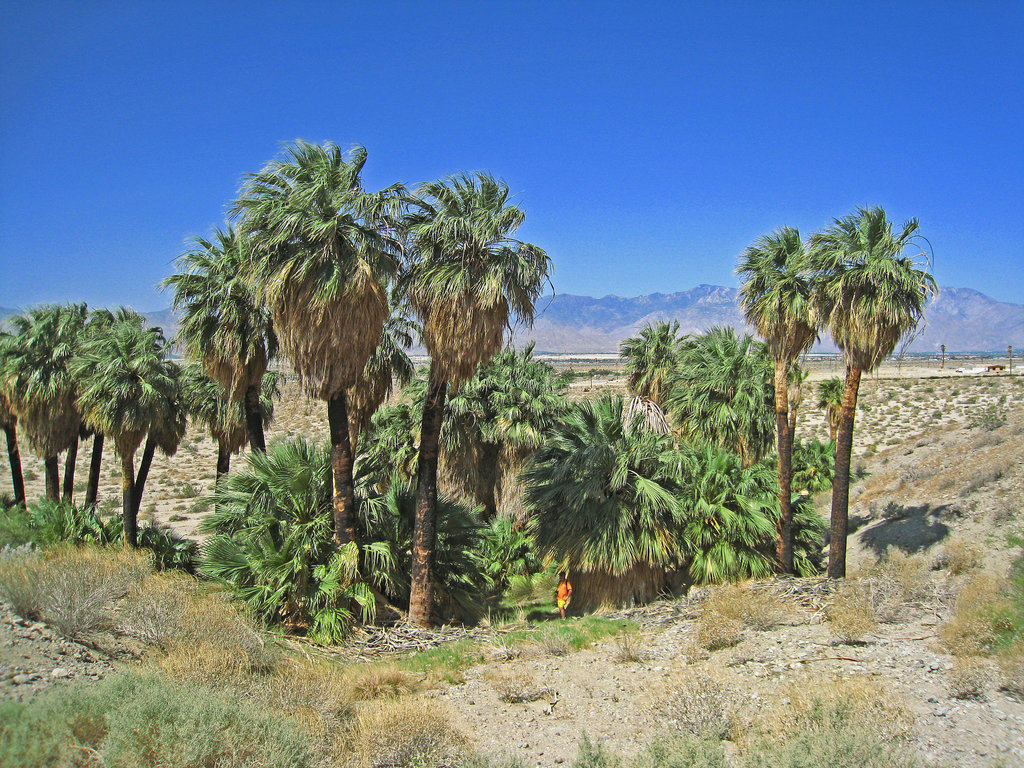 Willis Palms (1014)