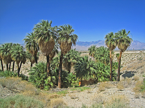 Willis Palms (1014)