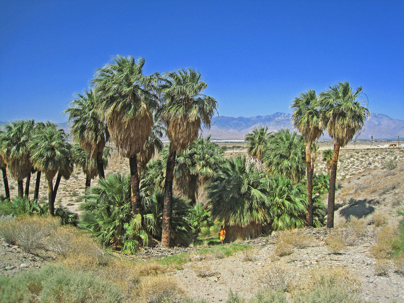 Willis Palms (1014)