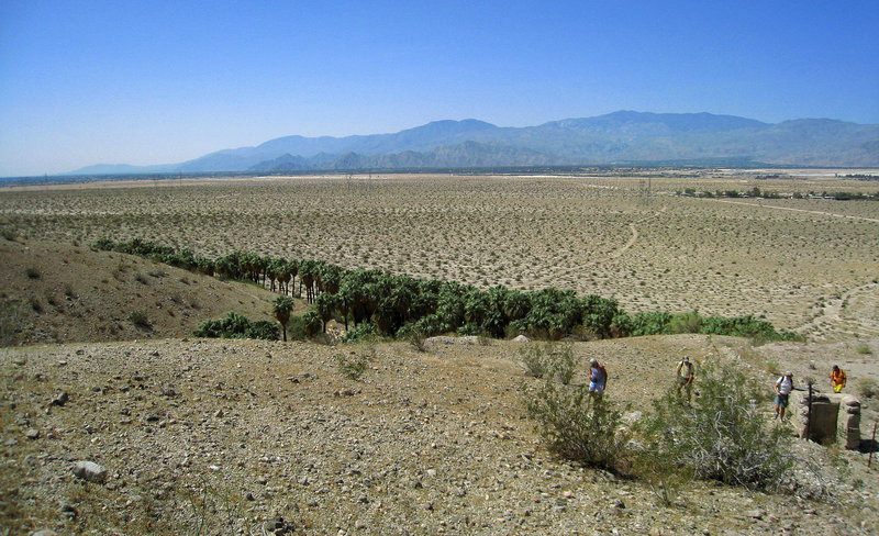 Willis Palms (1020)