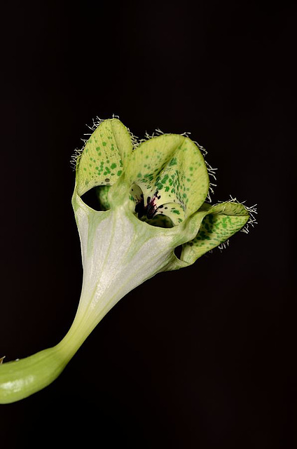 Ceropegia sandersonii