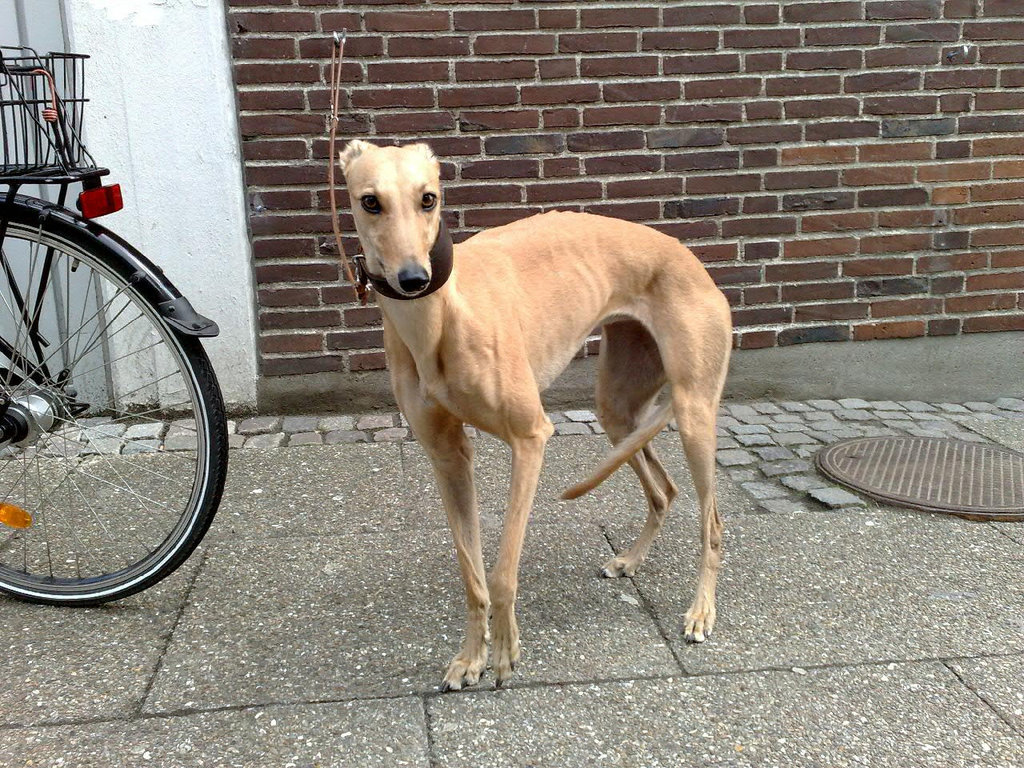 Another scared dog