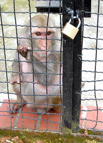 Prizonulo