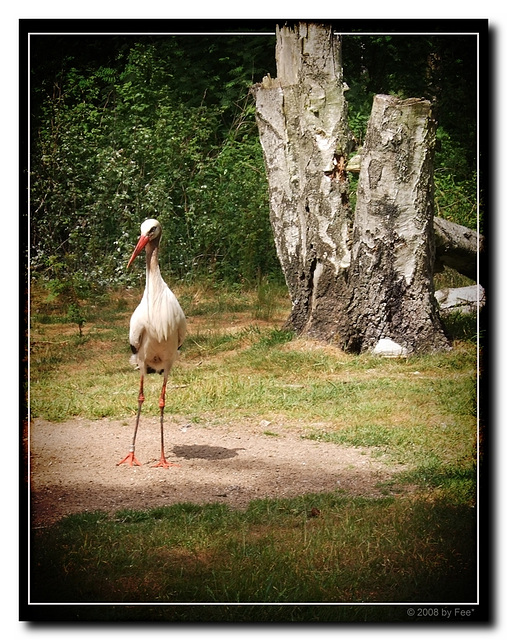 Ein Storch...