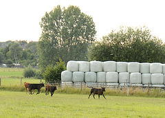 Glückliche Kühe