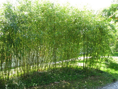 IMG 0229