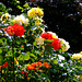 Roses in the backyard