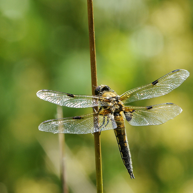 Libelle