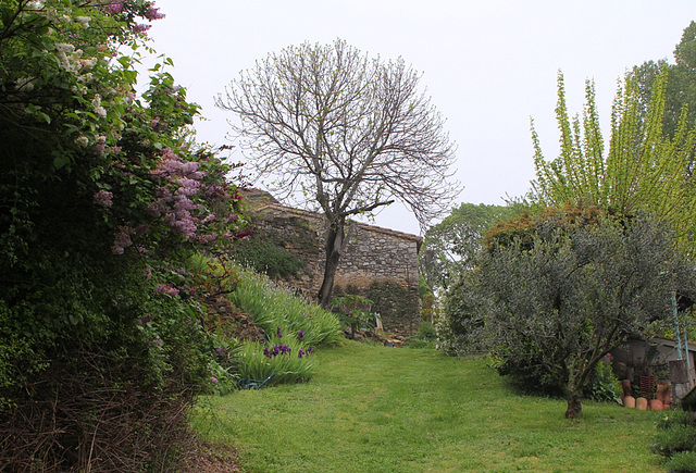 Le chemin vert.. Des Lilas , un Olivier , et un grand Figuier