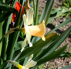 Narcisse 'Lorikeet'