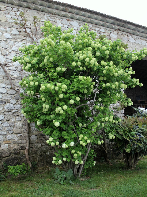 Viburnum opulus