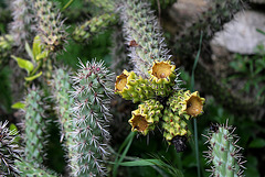 Cylindropuntia spinosior