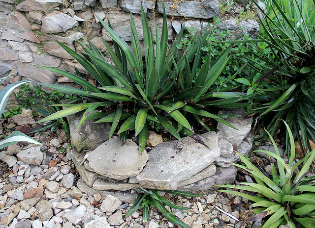 Agave à identifier