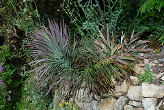 Yucca desmetiana