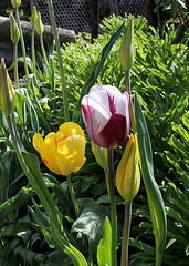 Tulipe 'Rem's Favorite' et Perroquet jaune