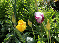 Tulipe 'Rem's Favorite' et Perroquet jaune (2)