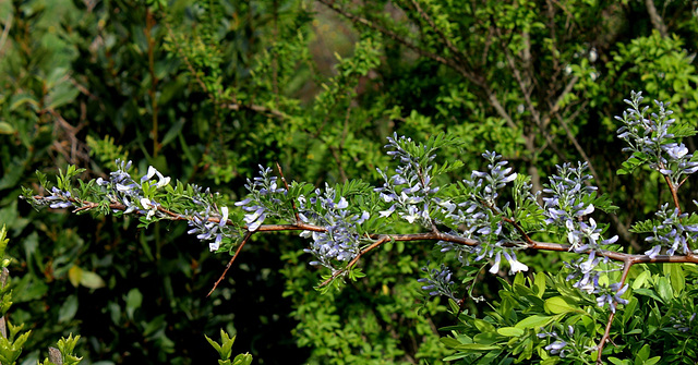 Sophora davidii