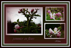 jolies fleurs de pommier
