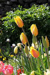 Tulipes 'Long Lady' (2)