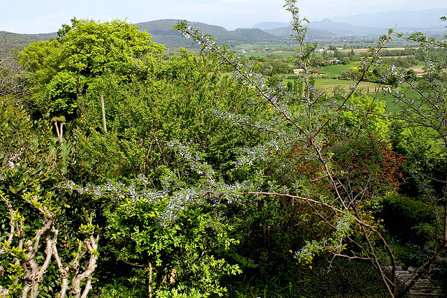 Sophora davidii (2)