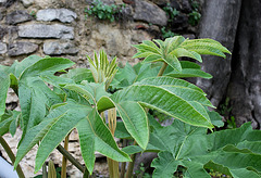 Tetrapanax