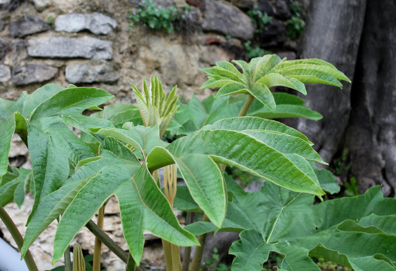 Tetrapanax