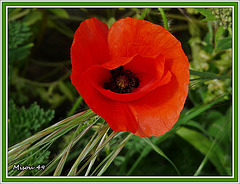 GENTIL COQUELICOT