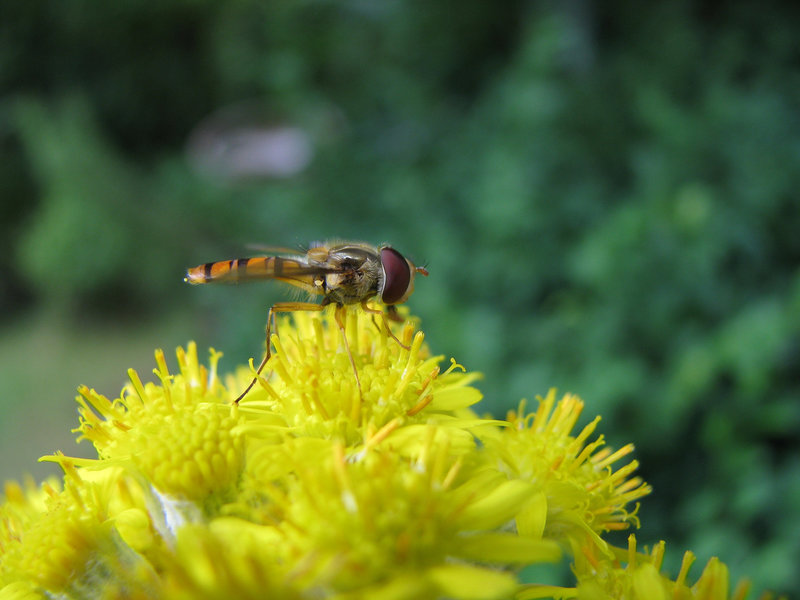 Schwebfliege auf Sonntagsbesuch