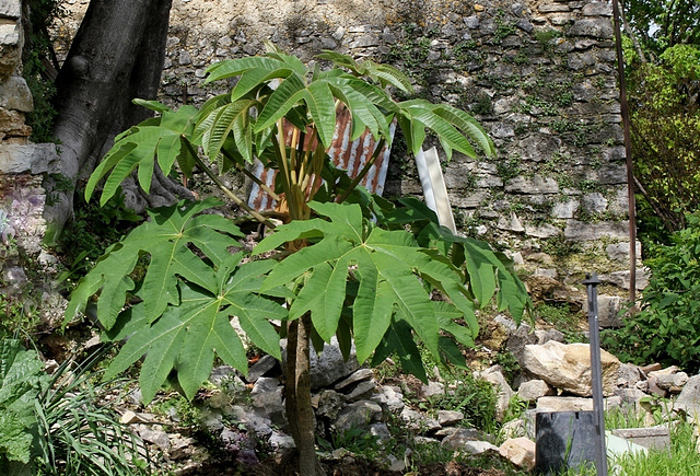 Tetrapanax (2)