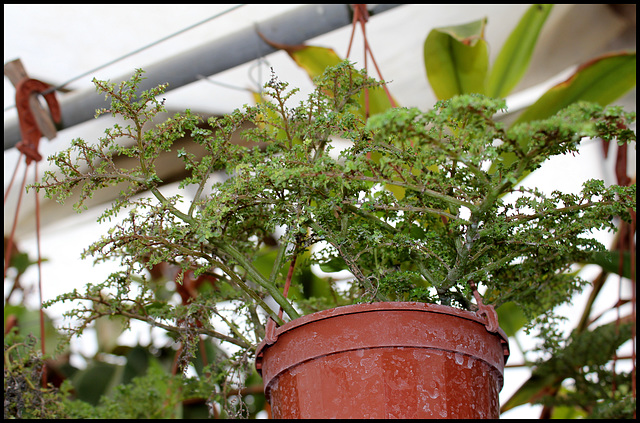 Pilea microphylla  (2)