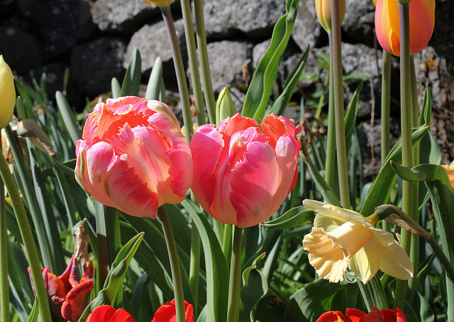 Tulipes Perroquets