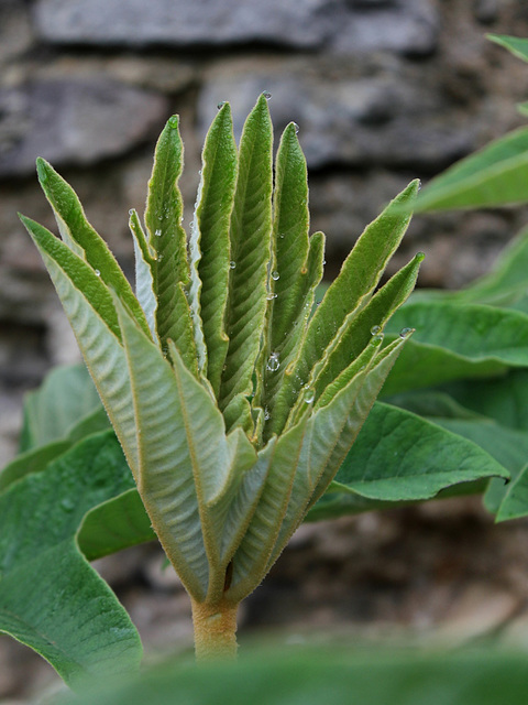 Tetrapanax (4)